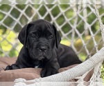 Small #3 Cane Corso