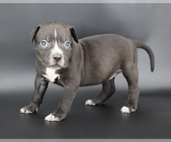 Medium Photo #1 American Bully Puppy For Sale in CHAMPAIGN, IL, USA