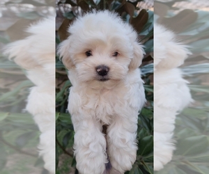 Maltipoo Puppy for sale in CYPRESS, TX, USA