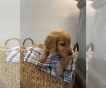 Small Photo #13 Golden Retriever Puppy For Sale in BUFFALO, MO, USA