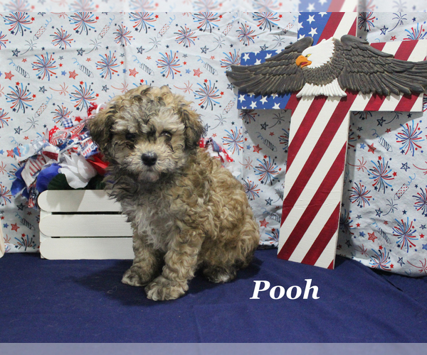 Medium Photo #19 Poodle (Toy) Puppy For Sale in CHANUTE, KS, USA
