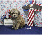 Small #18 Poodle (Toy)