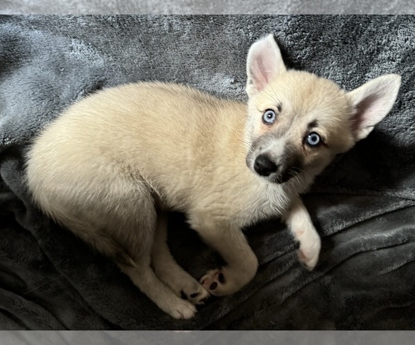 Medium Photo #102 Pomsky Puppy For Sale in LOVELAND, CO, USA