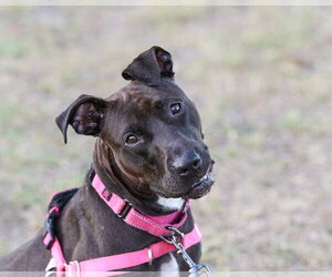 Paris II - Female Mutt Dog for Adoption - Photo #9
