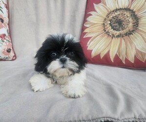 Shih Tzu Puppy for sale in WALSH, IL, USA