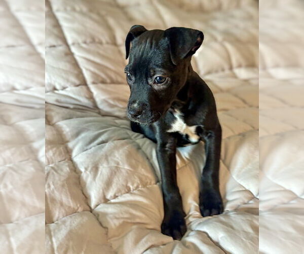 Medium Photo #2 Mutt Puppy For Sale in Mooresville, NC, USA