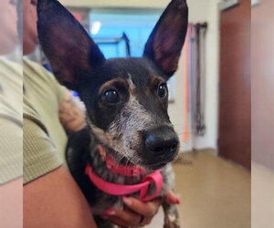 Mutt Dogs for adoption in San Antonio, TX, USA