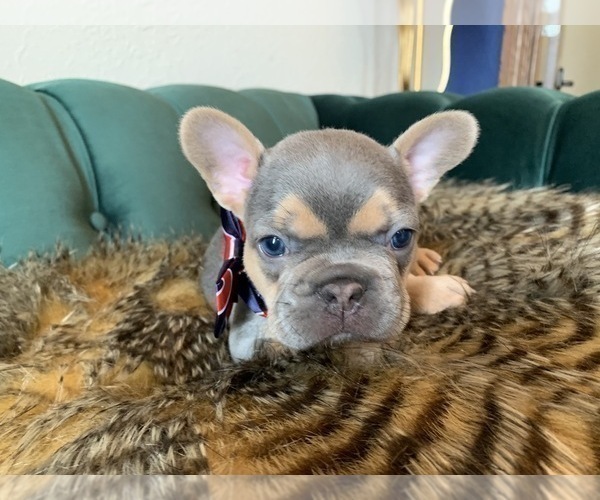 Medium Photo #3 French Bulldog Puppy For Sale in ELK CITY, OK, USA