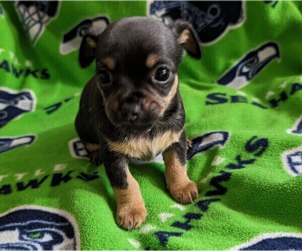 Medium Photo #2 Chihuahua Puppy For Sale in EVERETT, WA, USA