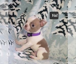 Boston Terrier Puppy for sale in MINERAL WELLS, WV, USA