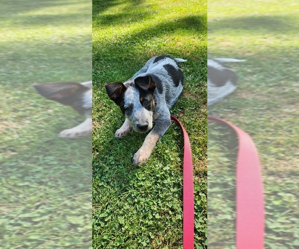 Medium Photo #1 Australian Cattle Dog Puppy For Sale in WEBSTER, NY, USA