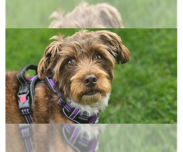 Medium Photo #1 Mutt Puppy For Sale in New York, NY, USA