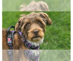 Mutt Dogs for adoption in New York, NY, USA