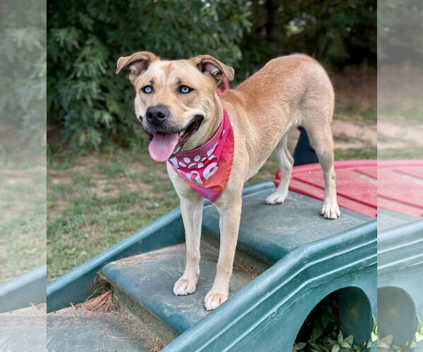 Medium Photo #2 Huskies -Labrador Retriever Mix Puppy For Sale in Spring Lake, NJ, USA