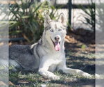Small Siberian Husky