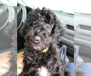 Poodle (Standard) Puppy for sale in ROCKY MOUNT, VA, USA
