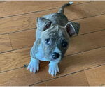 Small #5 American Staffordshire Terrier Mix