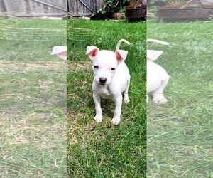Sheldon - Male Chihuahua-Unknown Mix Dog for Adoption - Photo #2