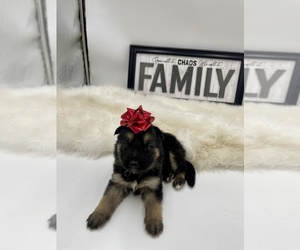 German Shepherd Dog Puppy for sale in DECATUR, GA, USA