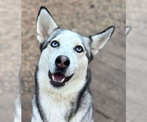 Siberian Husky Dogs for adoption in Matawan, NJ, USA