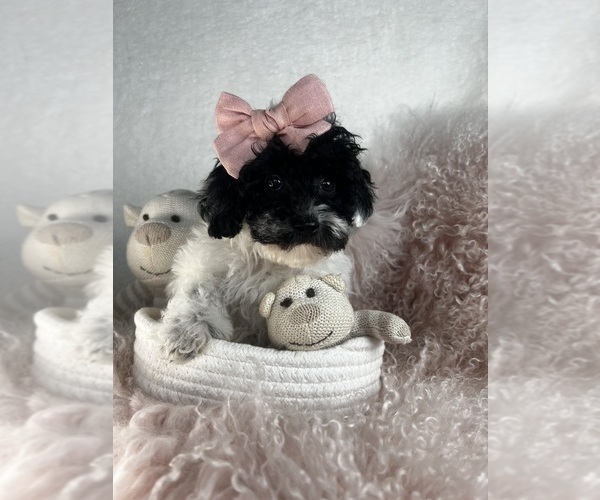 Medium Photo #15 Poodle (Toy) Puppy For Sale in WEST PALM BEACH, FL, USA