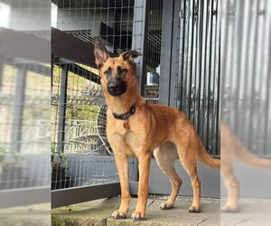 Ripley SJ - Female German Shepherd Dog Dog for Adoption - Photo #6