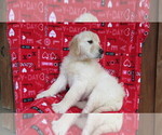 Small Photo #8 Golden Retriever Puppy For Sale in PORT TREVORTON, PA, USA