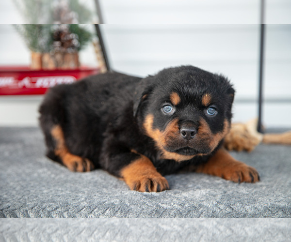 Medium Photo #16 Rottweiler Puppy For Sale in BRYANT, IN, USA