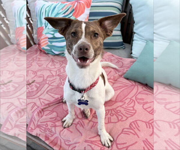 Medium Photo #1 Beagle-Unknown Mix Puppy For Sale in Newport Beach, CA, USA