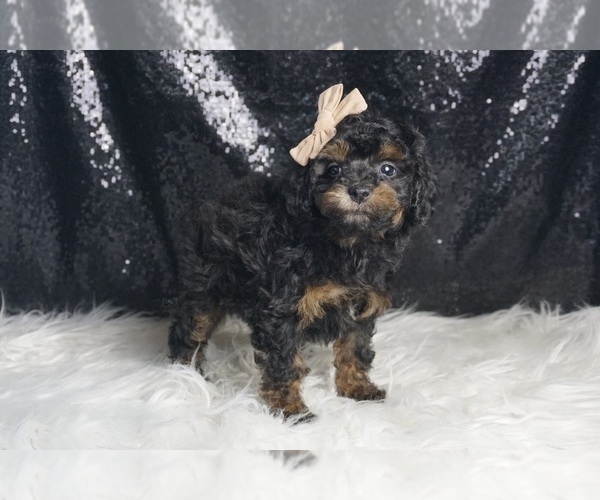 Medium Photo #5 Poodle (Toy) Puppy For Sale in WARSAW, IN, USA