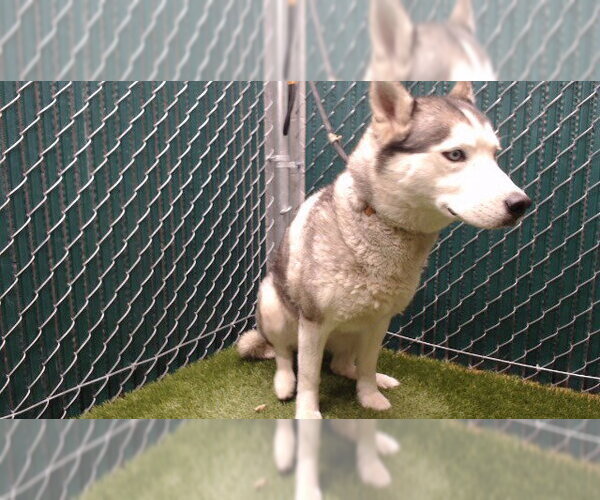 Medium Photo #1 Siberian Husky Puppy For Sale in Downey, CA, USA