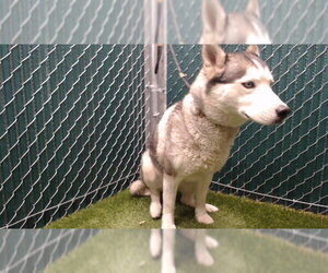 Siberian Husky Dogs for adoption in Downey, CA, USA