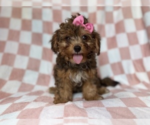 YorkiePoo Puppy for sale in LAKELAND, FL, USA
