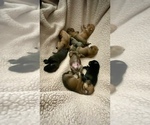 Small #2 Great Dane-Rottweiler Mix