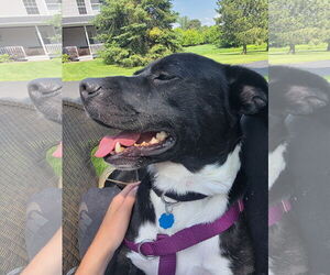 Boxador Dogs for adoption in Princeton, MN, USA
