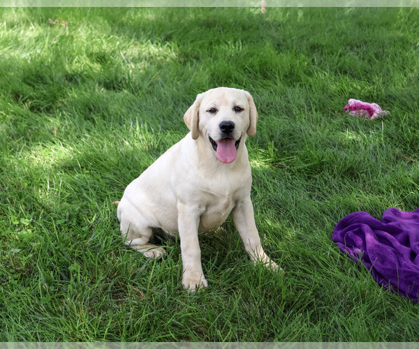 Medium Photo #6 Labrador Retriever Puppy For Sale in SYRACUSE, IN, USA