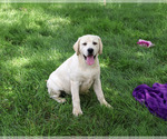 Small #5 Labrador Retriever