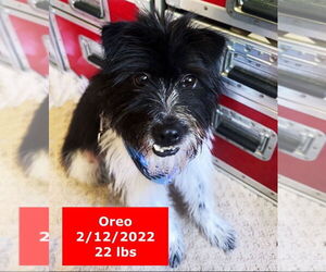 Oreo - Male Australian Shepherd-Unknown Mix Dog for Adoption - Photo #4