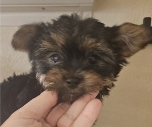 Yorkshire Terrier Puppy for sale in SALEM, OR, USA