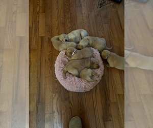 Golden Retriever Litter for sale in HONAKER, VA, USA