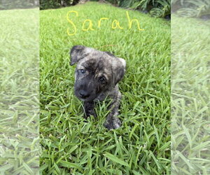 Labrador Retriever-Unknown Mix Dogs for adoption in Royal Palm Beach, FL, USA