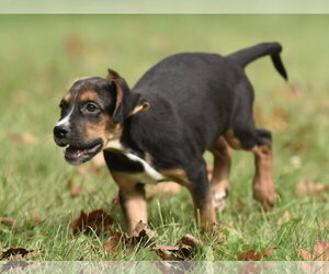 Liam - Male Australian Shepherd-Beagle Mix Dog for Adoption - Photo #8