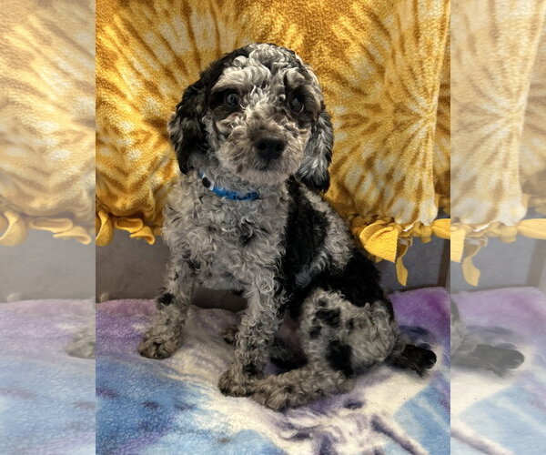 Medium Photo #5 Poodle (Miniature) Puppy For Sale in Pacolet, SC, USA