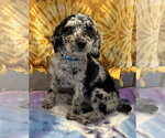 Small #4 Poodle (Miniature)