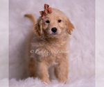 Small #1 Goldendoodle (Miniature)
