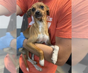 Italian Greyhuahua Dogs for adoption in Tallahassee, FL, USA