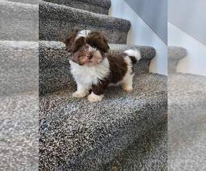 Havanese Puppy for sale in PLAINFIELD, IN, USA