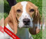 Small Beagle