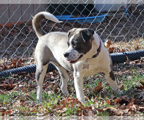 Medium Photo #2 Mutt Puppy For Sale in Union, WV, USA