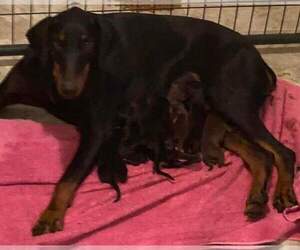 Mother of the Doberman Pinscher puppies born on 07/22/2022